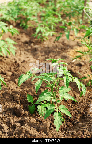 Growing tomatoes on bed Stock Photo