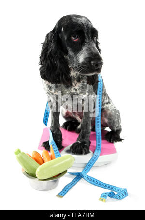 Dog on scale near bowl of fresh vegetables, isolated on white Stock Photo