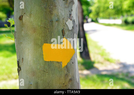 Bright arrow on tree outdoors Stock Photo