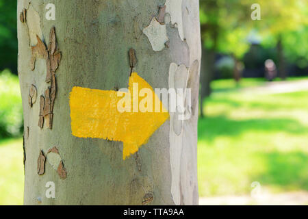 Bright arrow on tree outdoors Stock Photo