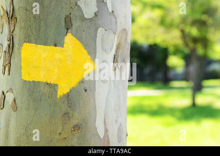 Bright arrow on tree outdoors Stock Photo