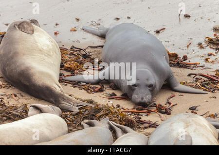 Young Northern elephant seal (Mirounga angustirostris) among other sleeping elephant seals, San Simeon, California, USA Stock Photo