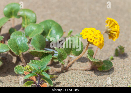 Yellow Sand Verbena (Abronia latifolia), Point Reyes National Seashore, California, United States. Stock Photo