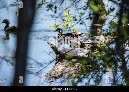 Smooth Softshell Turtle (Apalone mutica mutica), pair Stock Photo