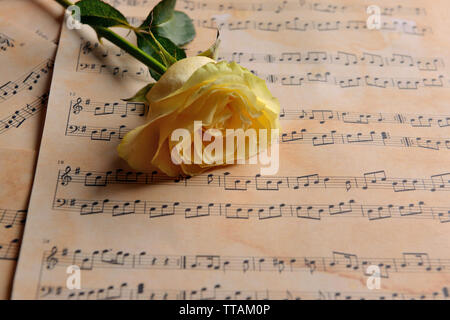 Beautiful rose on music sheets, closeup Stock Photo