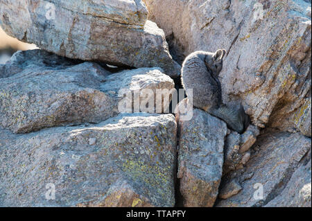 Southern Mountain Viscacha, Lagidium viscacia Stock Photo