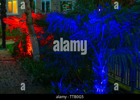 Palm trees glow with neon lights at night. Stock Photo