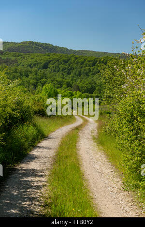 Straight gravel road without vehicles through a forest in spring at the day, Erro valley, Roncesvalles, Navarra, Spain,Europe Stock Photo