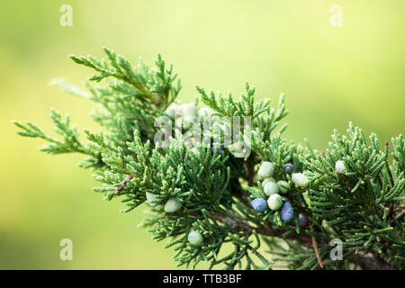 Red Cedar (Juniperus Virginiana) Stock Photo