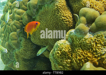 SCUBA diving and Underwater marine life, Lakshadweep, India Stock Photo