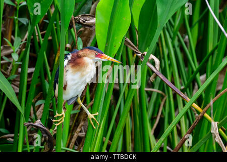 Least bittern balancing on the reed Stock Photo
