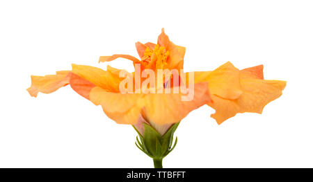 single pale orange Chinese hibiscus isolated on white background Stock Photo