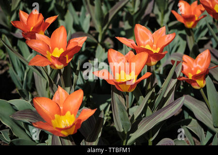 A close up of a flower bed with red and yellow tulips