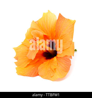 single pale orange Chinese hibiscus isolated on white background Stock Photo
