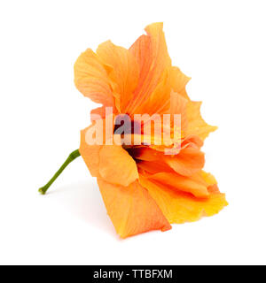 single pale orange Chinese hibiscus on white surface isolated on white background Stock Photo