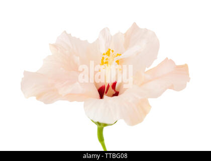 single pale pink hibiscus isolated on white backgroind Stock Photo