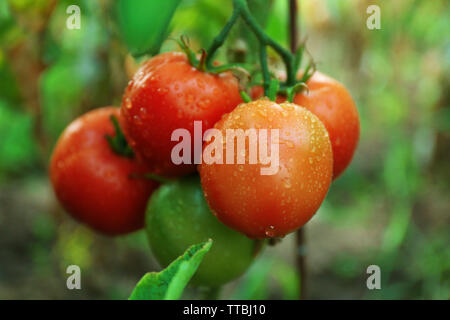 Tomatoes growing in garden Stock Photo