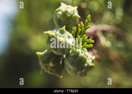 Signs of Spring on a Pine Tree Stock Photo