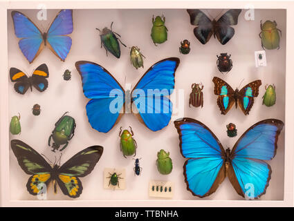 Display case of colourful butterflies and insects at Dr Beynon's Bug Farm, a visitor attraction in Pembrokeshire, Wales Stock Photo