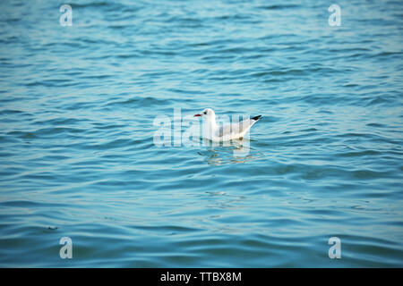 Seagull on sea surface Stock Photo
