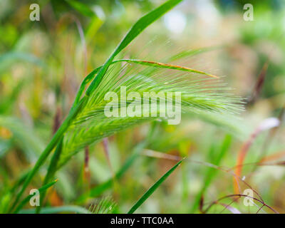 Mäusegerste (Hordeum murinum) auf Baumteller in der Stadt Zürich Stock Photo