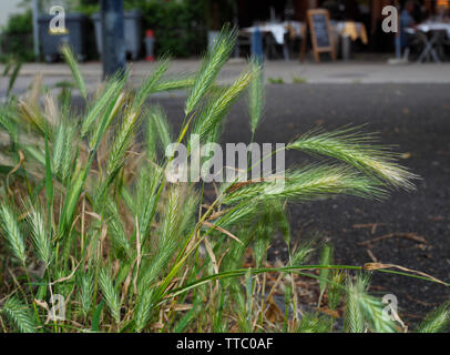 Mäusegerste (Hordeum murinum) auf Baumteller in der Stadt Zürich Stock Photo