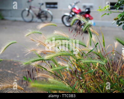 Mäusegerste (Hordeum murinum) auf Baumteller in der Stadt Zürich Stock Photo