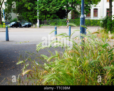 Mäusegerste (Hordeum murinum) auf Baumteller in der Stadt Zürich Stock Photo