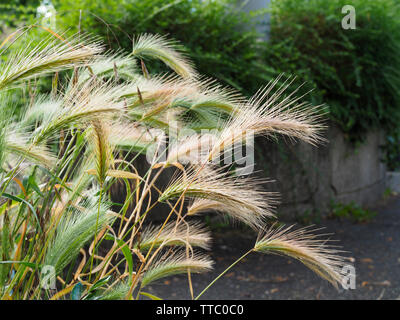 Mäusegerste (Hordeum murinum) auf Baumteller in der Stadt Zürich Stock Photo