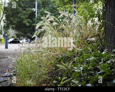 Mäusegerste (Hordeum murinum) auf Baumteller in der Stadt Zürich Stock Photo