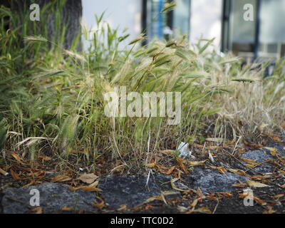 Mäusegerste (Hordeum murinum) auf Baumteller in der Stadt Zürich Stock Photo