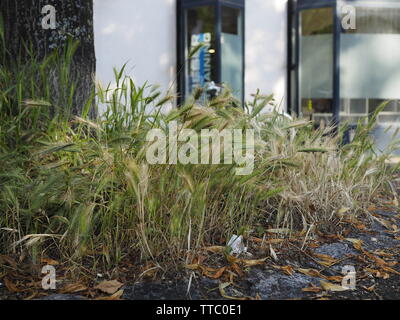 Mäusegerste (Hordeum murinum) auf Baumteller in der Stadt Zürich Stock Photo