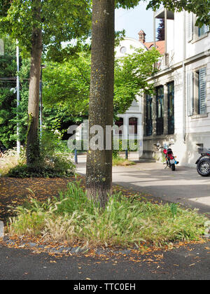 Mäusegerste (Hordeum murinum) auf Baumteller in der Stadt Zürich Stock Photo