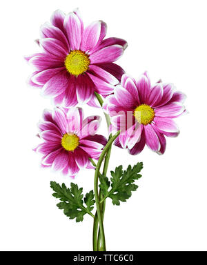 Pink aster flowers isolated on white Stock Photo