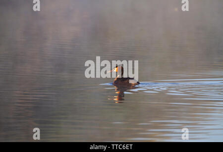 Great crested grebe on lake in early morning light Stock Photo