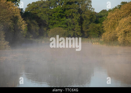 Hammer Pond at Knepp Wildland Stock Photo