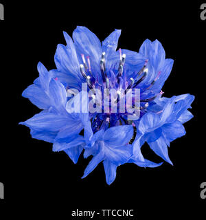 Artistic macro,isolated dark blue cornflower blossom,black background, fine art still life close-up,single bloom,surrealistic painting style Stock Photo