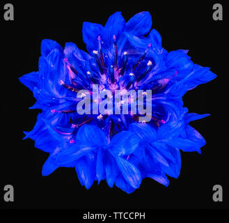 Artistic macro,isolated dark blue cornflower blossom,black background, fine art still life close-up,single bloom,surrealistic painting style Stock Photo