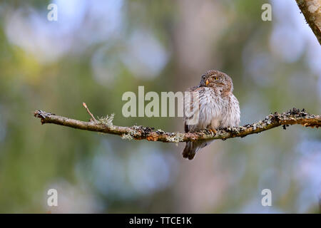 An adult male Eurasian Pygmy Owl (Glaucidium passerinum) perched near the nest in the Bialowieza forest of Poland Stock Photo