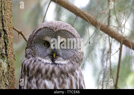 The face of an adult male Great Grey Owl or Great Gray Owl (Strix nebulosa) in the Bialowieza forest of Belarus