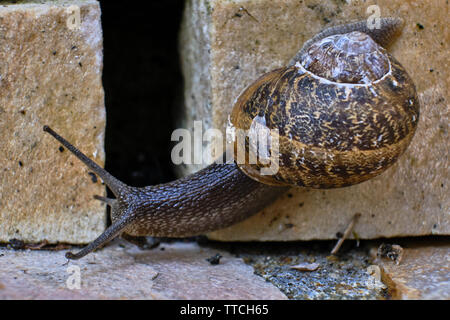Close up photo of a common garden snail crawling on a stone brick