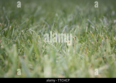 Close up of blades of grass in a garden on a cloudy day in Manchester, England Stock Photo