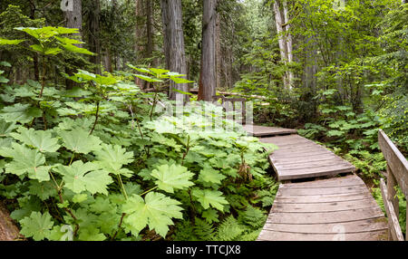 Giant Cedars Boardwalk in the Columbia Mountains – an old-growth rain forest, in Mount Revelstoke National Park, British Columbia, Canada Stock Photo