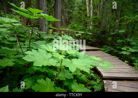 Giant Cedars Boardwalk in the Columbia Mountains – an old-growth rain forest, in Mount Revelstoke National Park, British Columbia, Canada Stock Photo