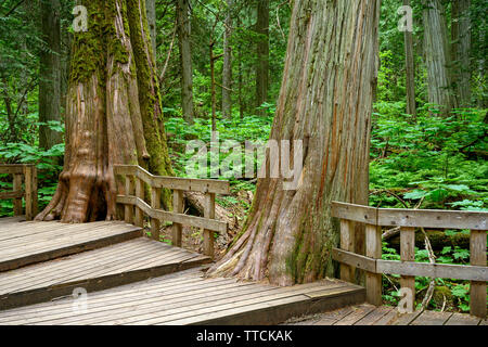 Giant Cedars Boardwalk in the Columbia Mountains – an old-growth rain forest, in Mount Revelstoke National Park, British Columbia, Canada Stock Photo