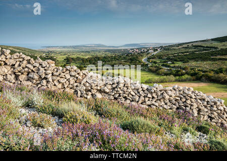 Stone wall on Island Pag, Kolan valley Stock Photo