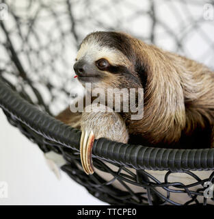 Close up portrait of cute Baby Sloth at Sloth Sanctuary, Costa Rica, Central America Stock Photo