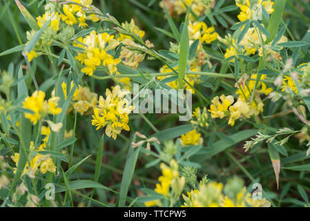 group of Medicago falcata yellow flowers Stock Photo