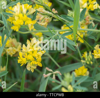 group of Medicago falcata yellow flowers Stock Photo