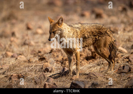 Indian Jackal or Canis aureus indicus aggressively walking and observing the behavior possible prey at ranthambore tiger reserve, rajasthan, india